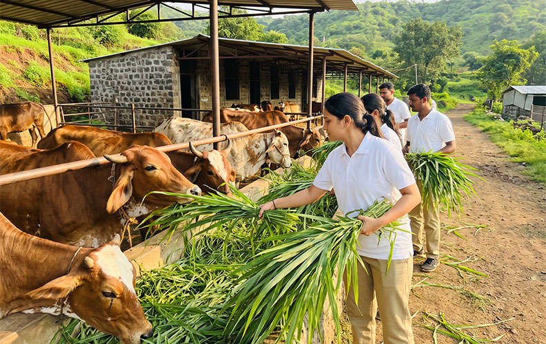 Gaugraas – Feed Rescued Cows with Fresh Green Fodder