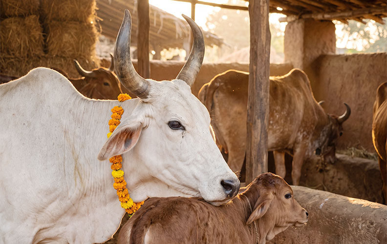 Gaudaan - Donate Desi Cow for Spiritual Blessings