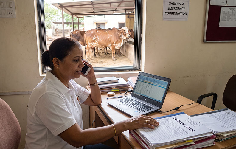 Medical Help & Healing for Injured Cows