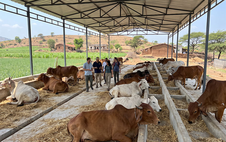 Build Safe Sheds to Protect Cows from Harsh Weather
