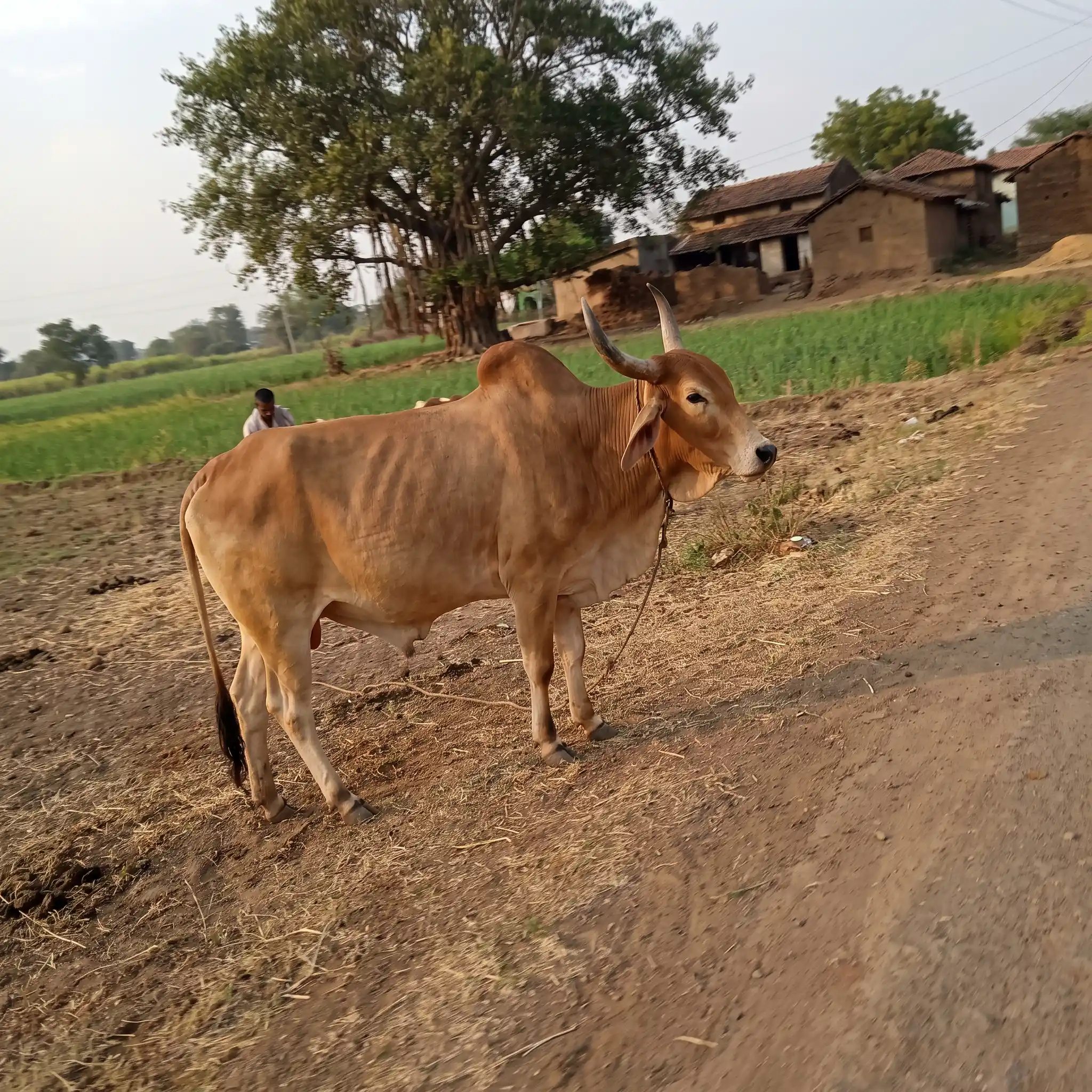 Nandi