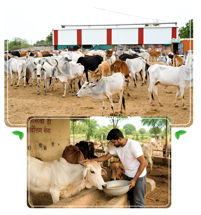 Gowardhan Gaushala Gauseva